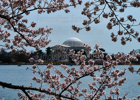 Cherry Blossoms