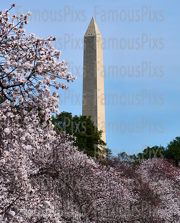 Cherry Blossoms