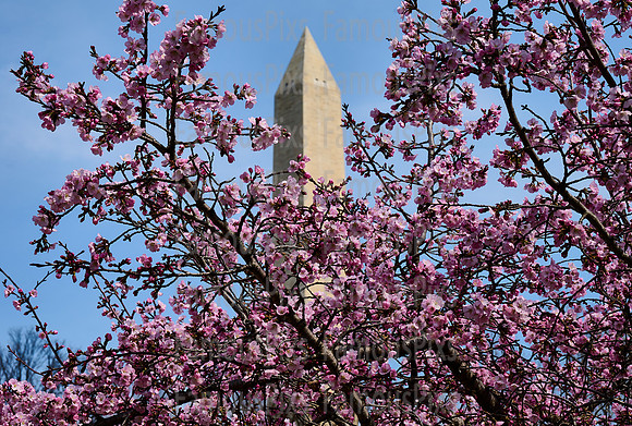 Cherry Blossoms