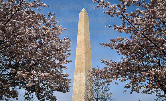 Cherry Blossoms